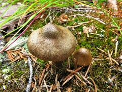 Fungi