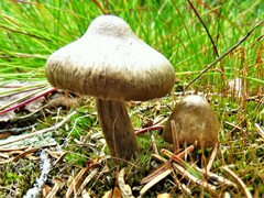 Fungi