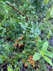 Pyracantha