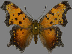 Polygonia progne
