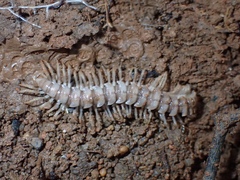 Chelodesmidae
