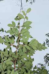 Erythroxylum mexicanum