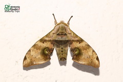 Daphnusa ocellaris