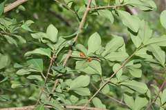 Erythroxylum mexicanum