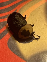 Necrophila americana