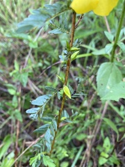 Chamaecrista