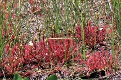 Drosera intermedia