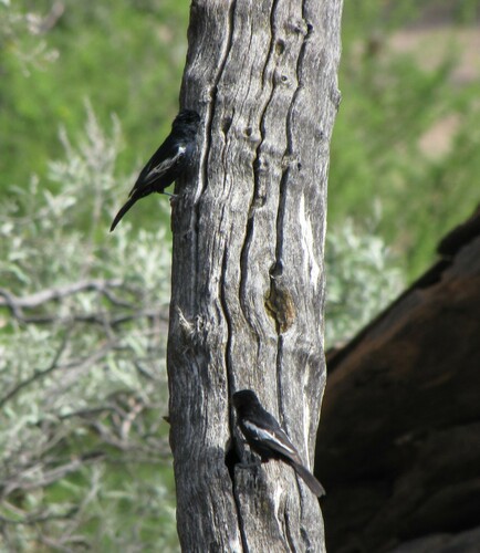 Carp's Tit (Melaniparus carpi), photo 5