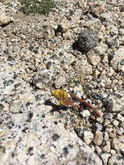Sedum lanceolatum