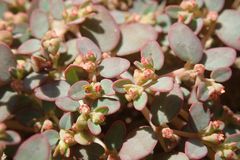 Euphorbia micromera
