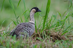 Branta sandvicensis