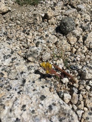 Sedum lanceolatum