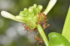 Oecophylla smaragdina