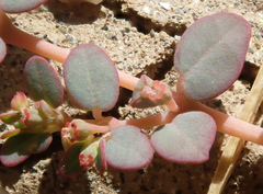 Euphorbia micromera