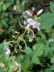 Hylodesmum glutinosum