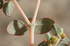 Euphorbia micromera