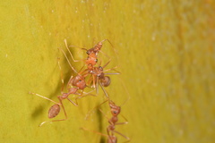 Oecophylla smaragdina