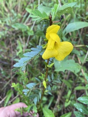 Chamaecrista
