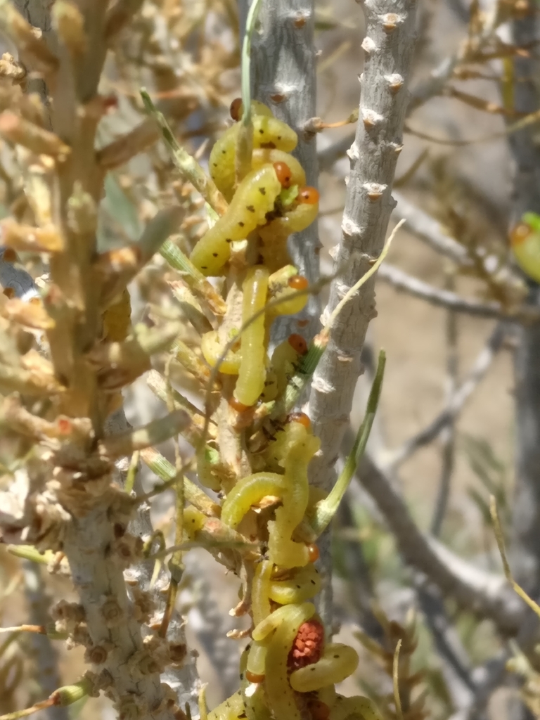 Diprioninae