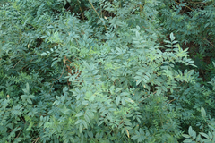 Glycyrrhiza lepidota