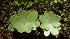 Romanzoffia sitchensis