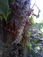 Polistes instabilis