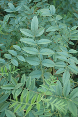Glycyrrhiza lepidota