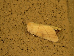Nadata