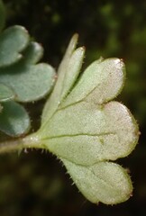 Romanzoffia sitchensis