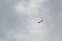 Buteo solitarius