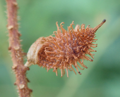 Glycyrrhiza lepidota