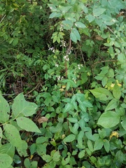 Hylodesmum glutinosum