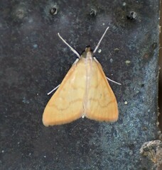 Helvibotys helvialis