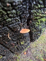 Panellus ligulatus