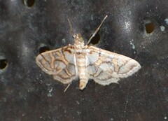 Pseudopyrausta santatalis