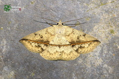 Ugia disjungens