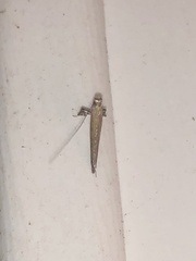 Caloptilia