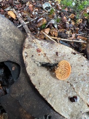 Panellus ligulatus