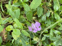 Centrosema pubescens