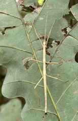 Diapheromera femorata