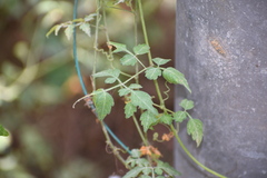 Plantae