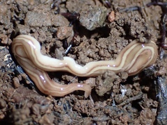 Caenoplana