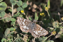 Burnsius orcynoides