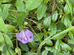 Centrosema pubescens