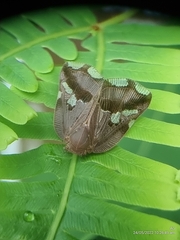Ricania speculum