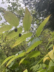 Streptopus amplexifolius