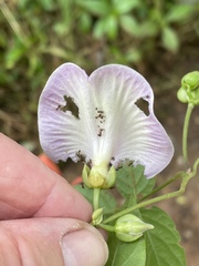 Centrosema pubescens