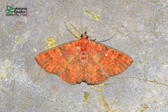 Sarobides inconclusa