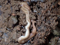 Caenoplana