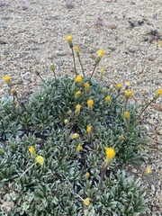 Raillardella scaposa